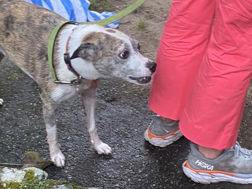 cute dog on leash