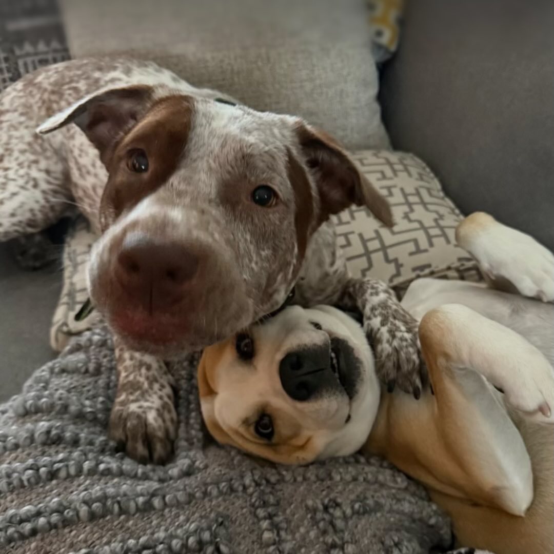 cute dogs laying down