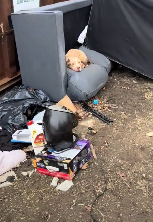 discarded pup