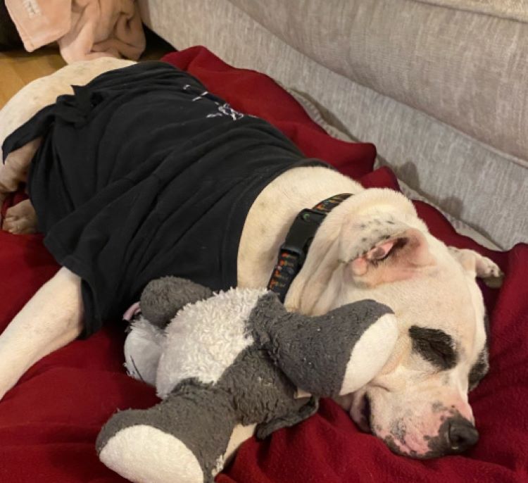 dog and his toy