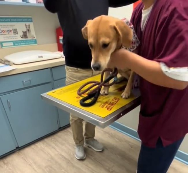 dog at vets