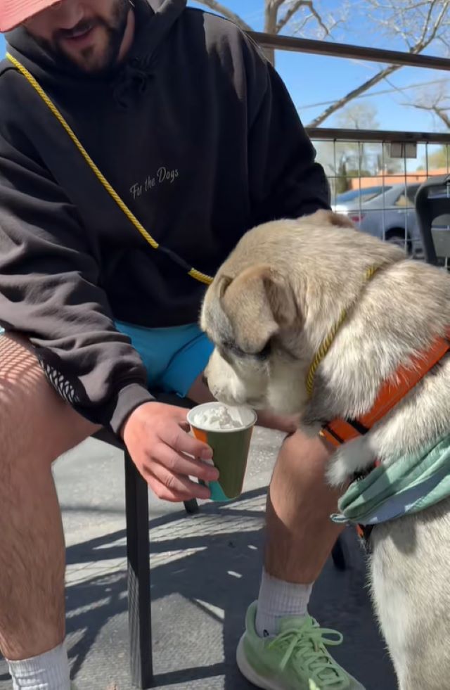 dog drinking from cup