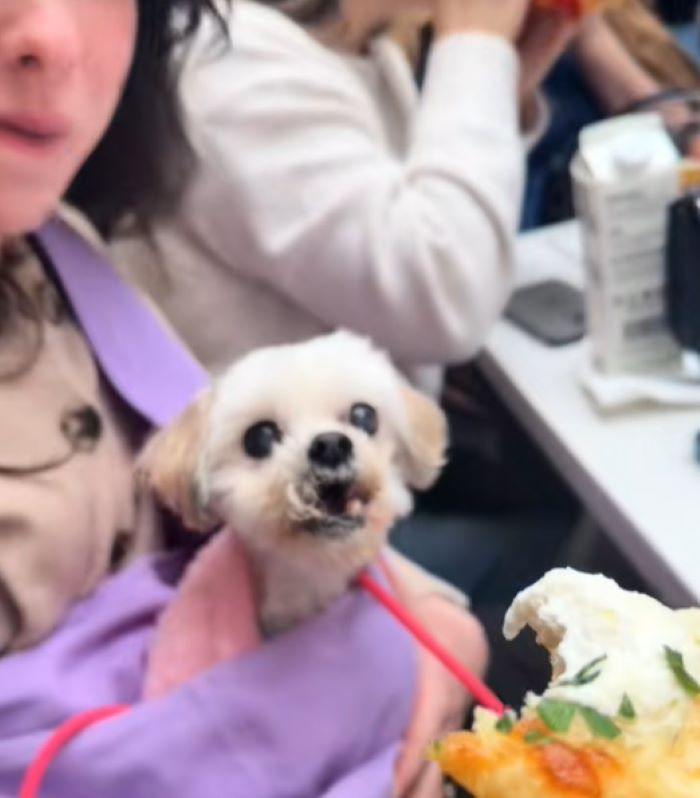 dog eating pizza