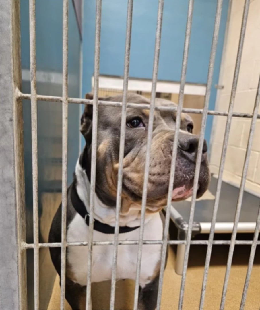 dog in cell