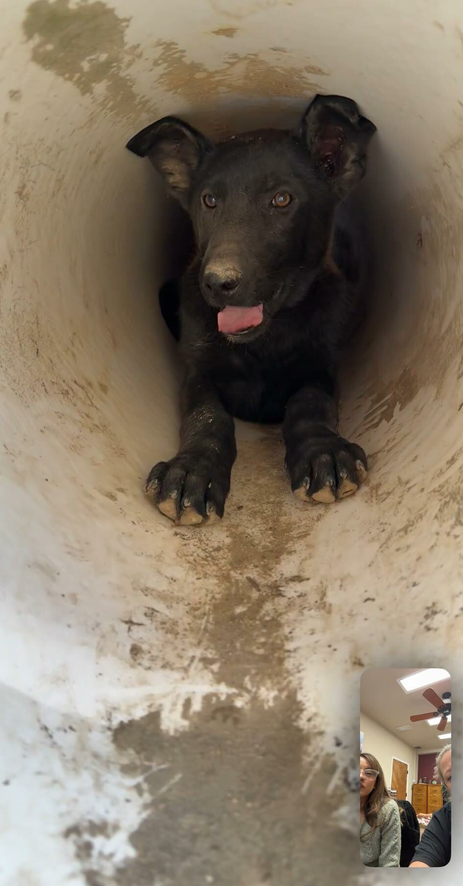 dog in drainpipe