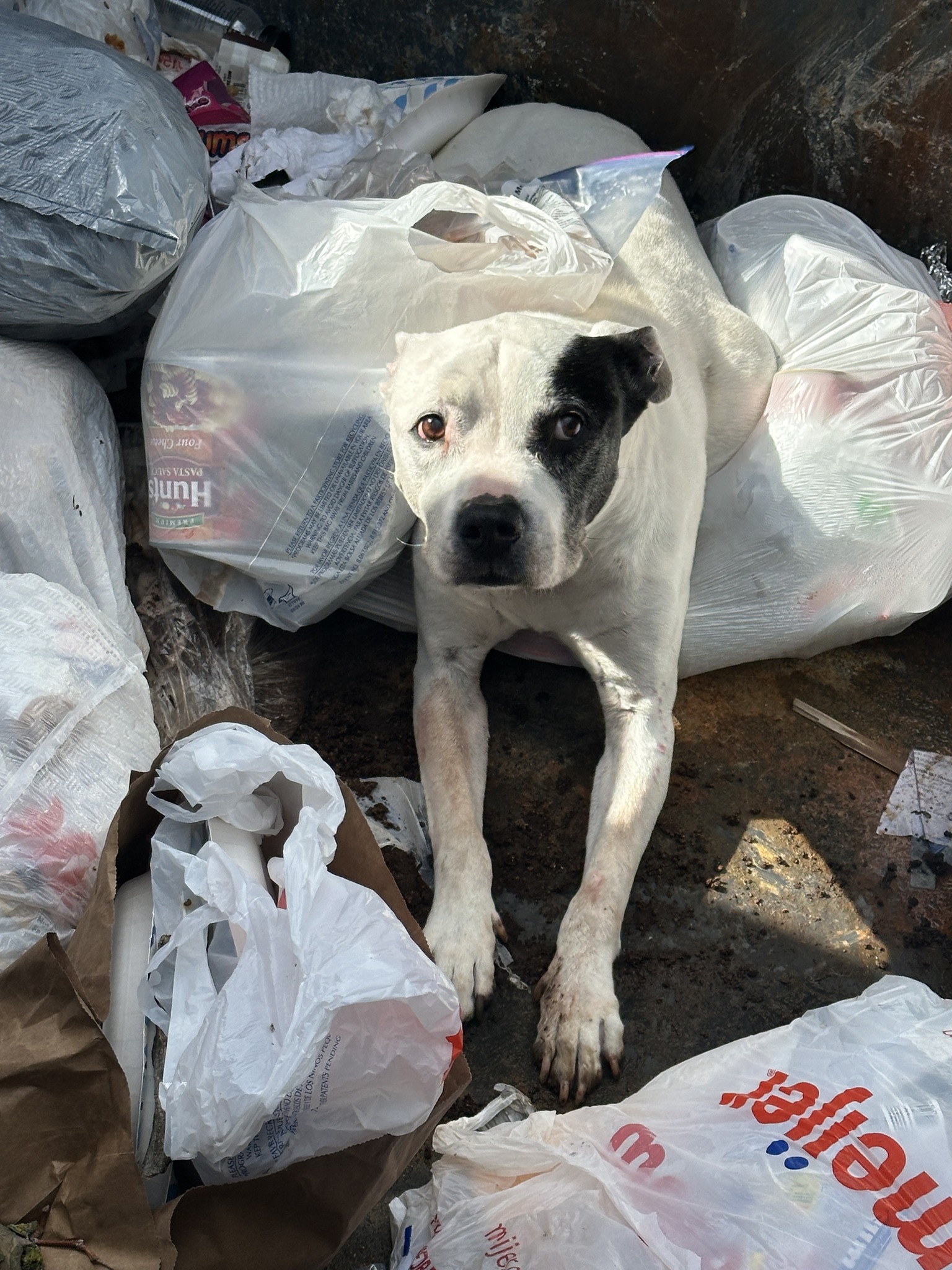 dog in dumpster