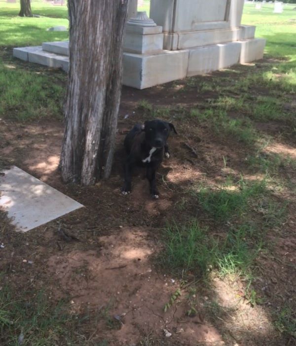 dog in park