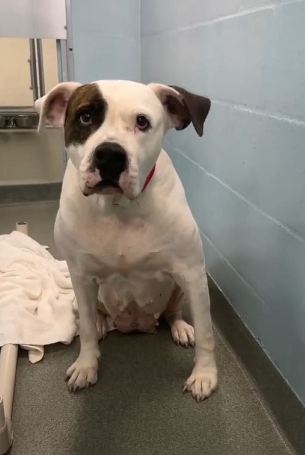 dog in shelter