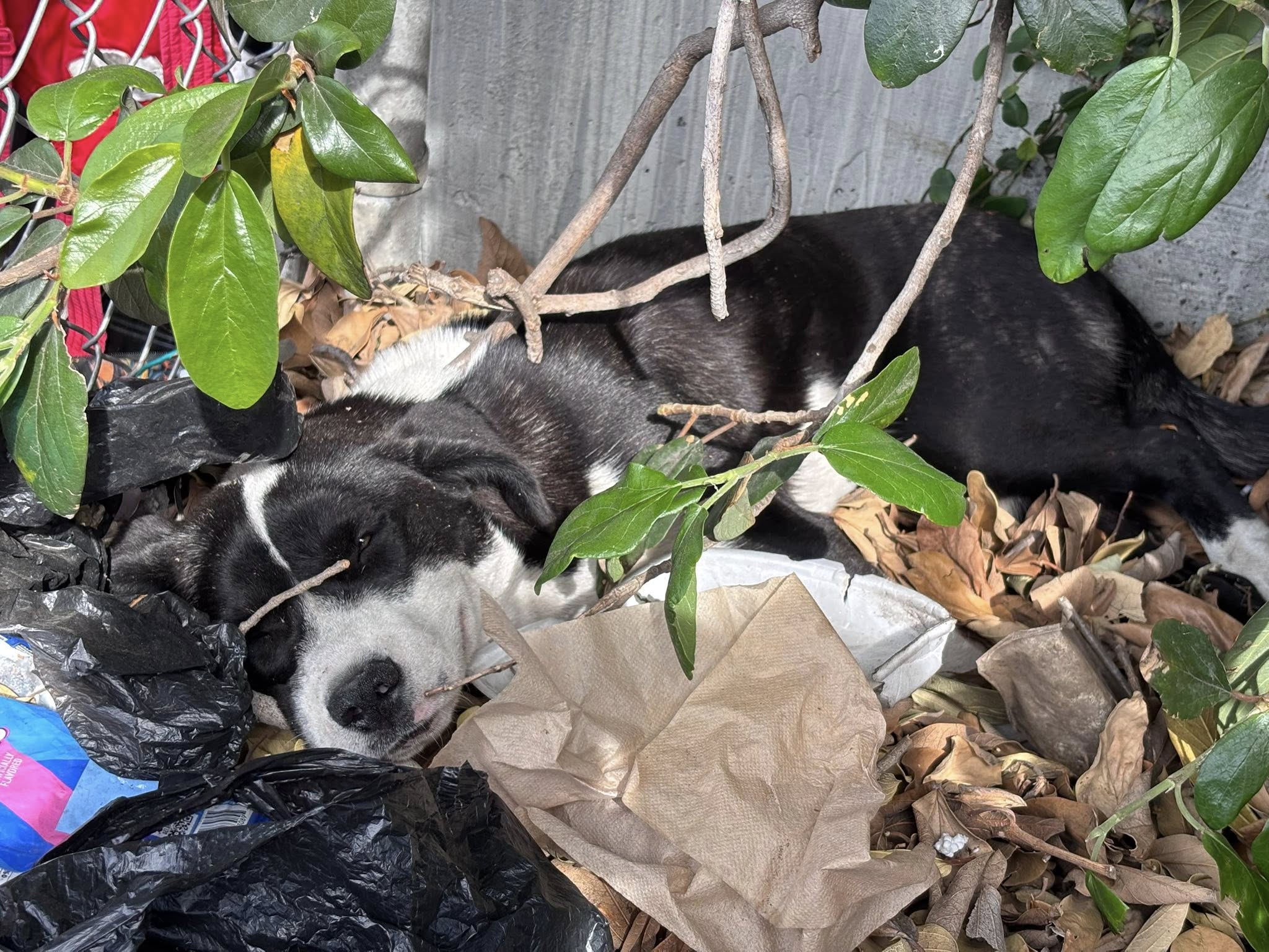dog laying in bush