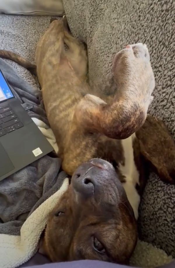 dog laying near laptop