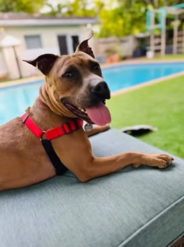 dog laying near pool