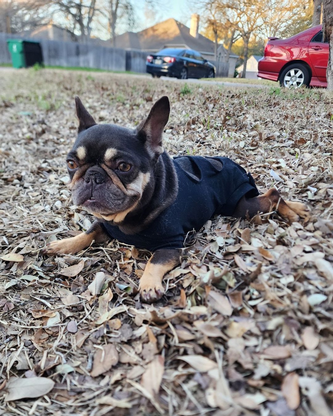 dog laying on leaves