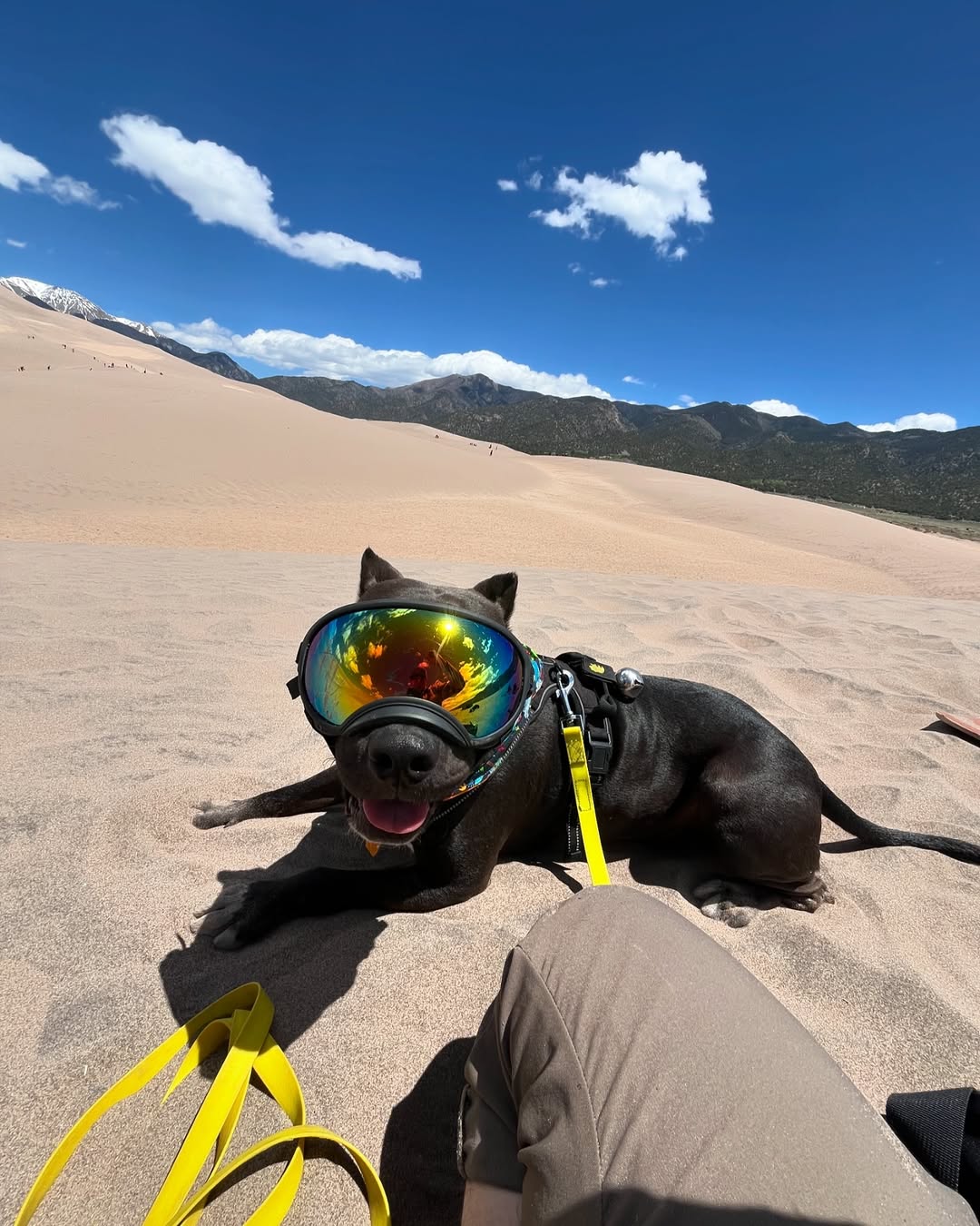 dog laying on sand
