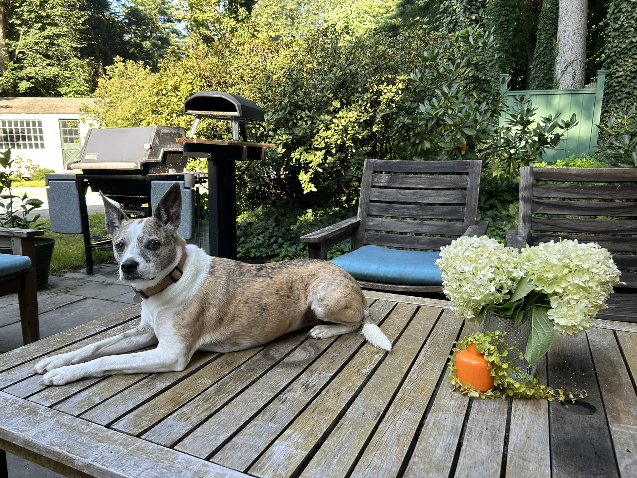 dog laying on table