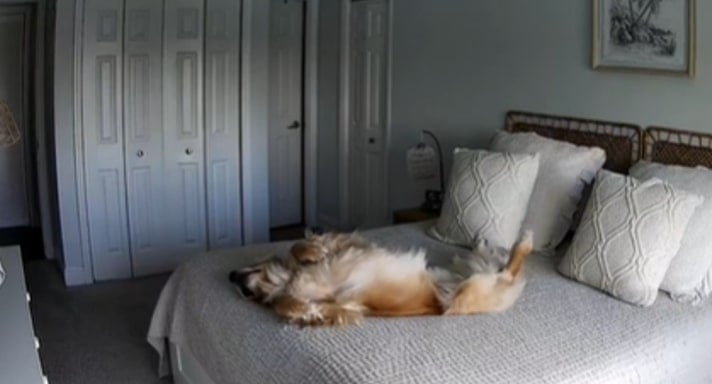 dog laying on the bed