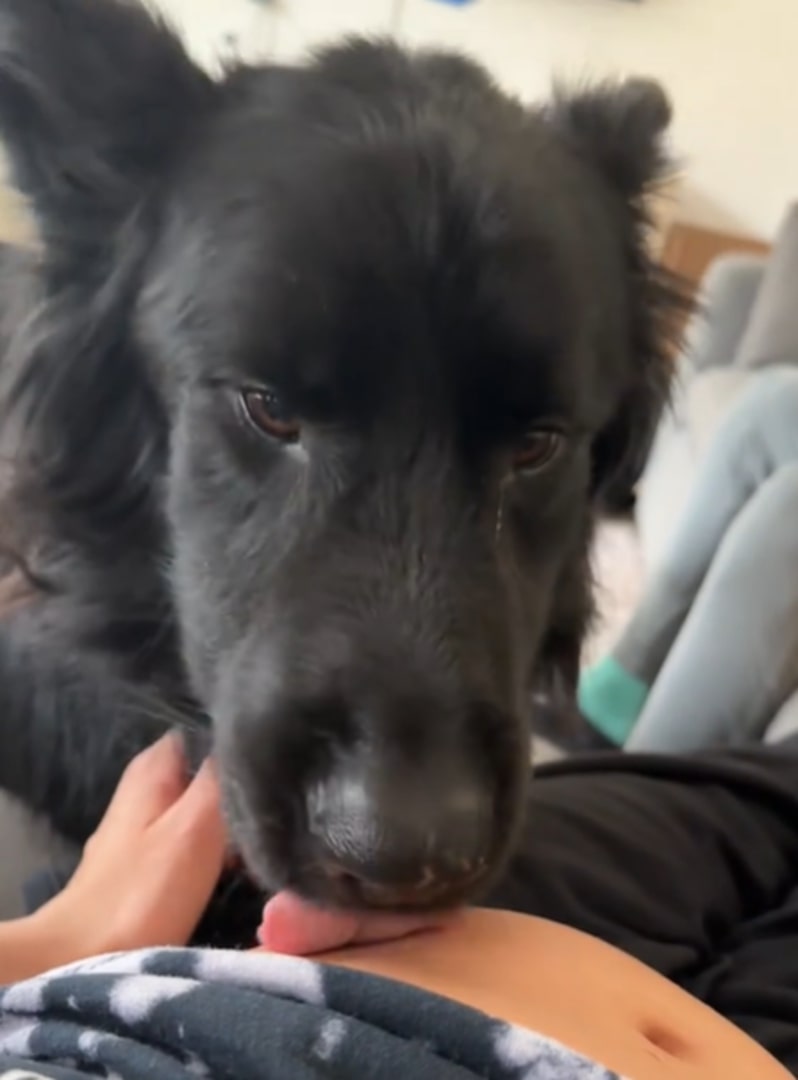 dog licking an owner