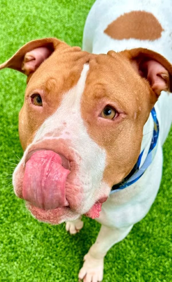 dog licking his nose