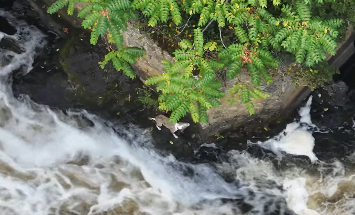dog near river
