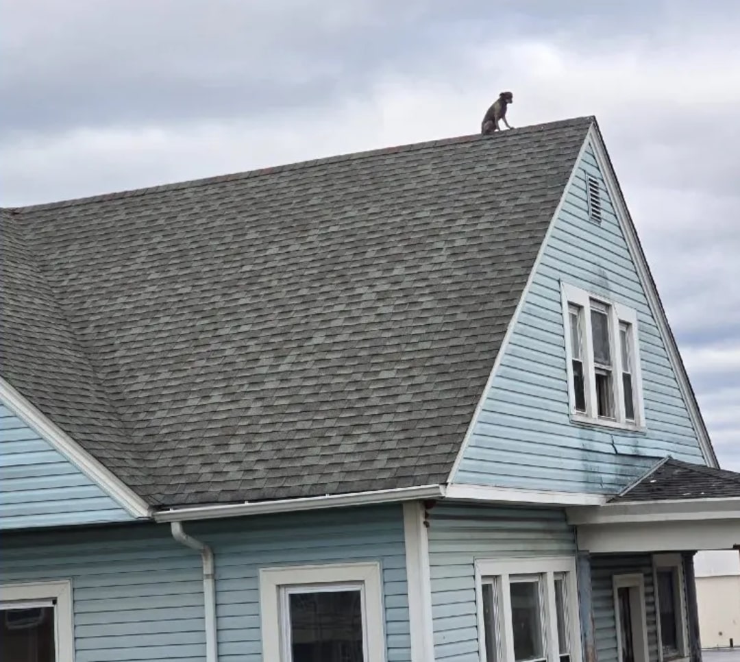 dog on roof