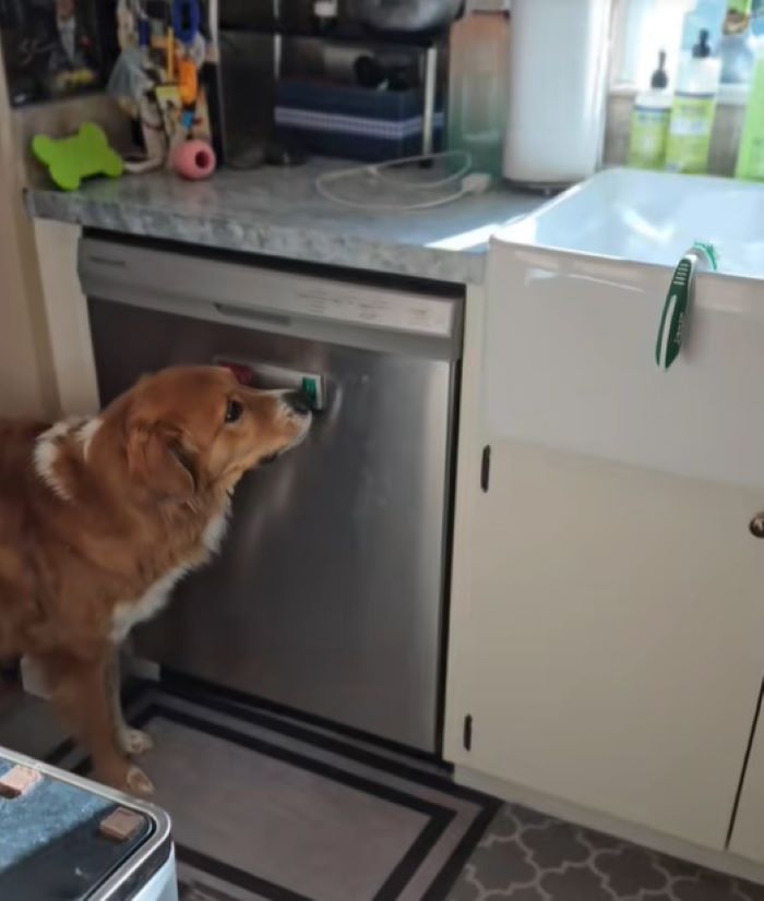 dog opening a dishwasher