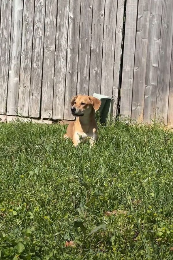 dog sitting in grass