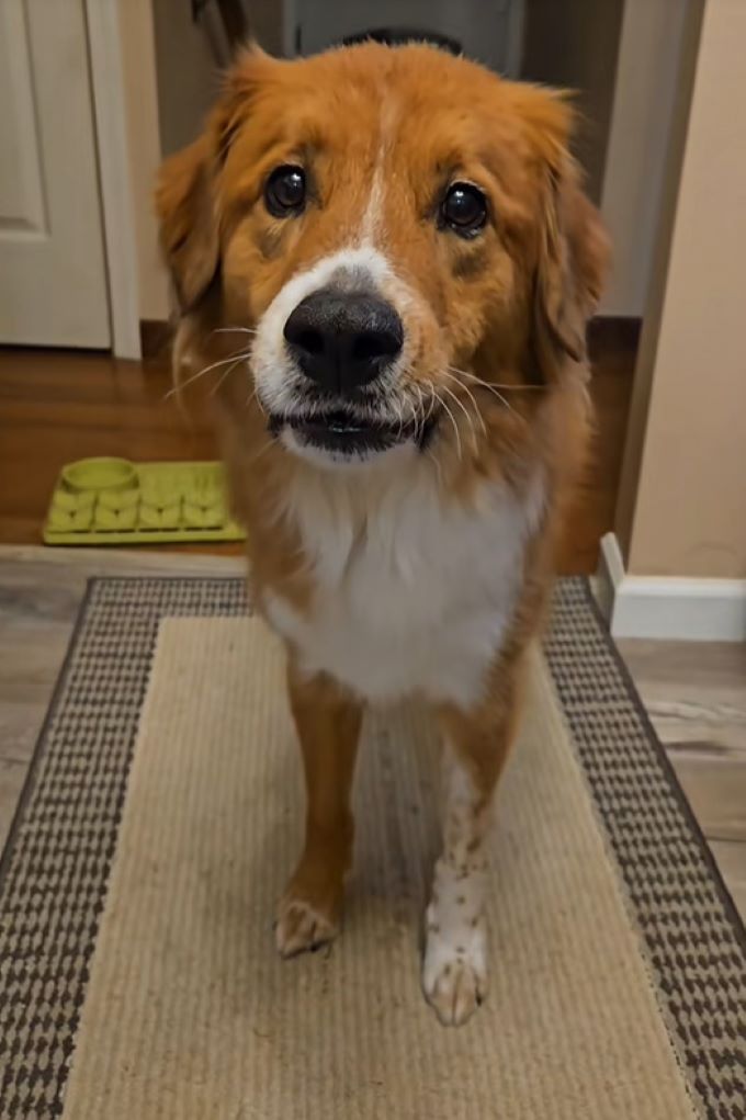 dog standing on a carpet