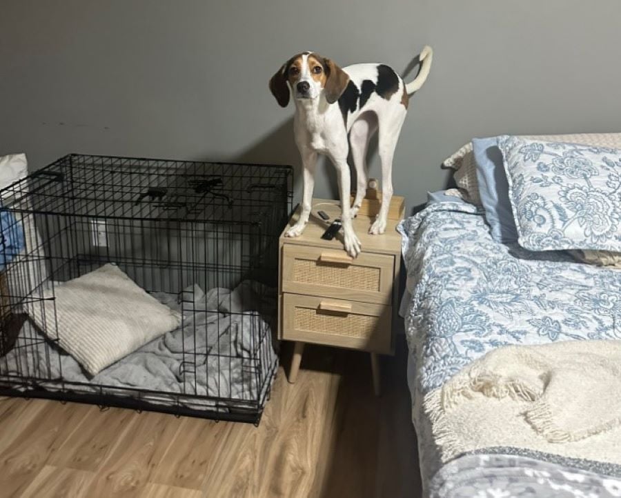 dog standing on cupboard