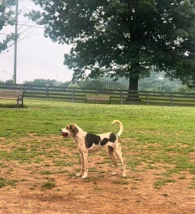 dog with ball in mouth
