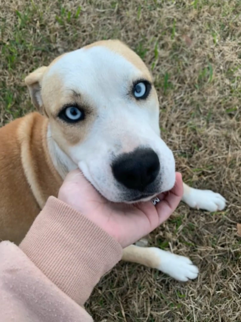 dog with blue eyes