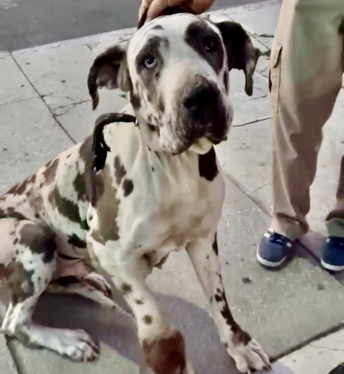 dog with injured leg