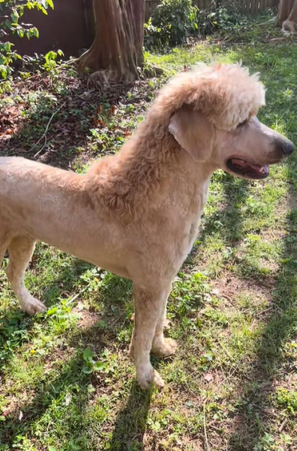 dog with long fur