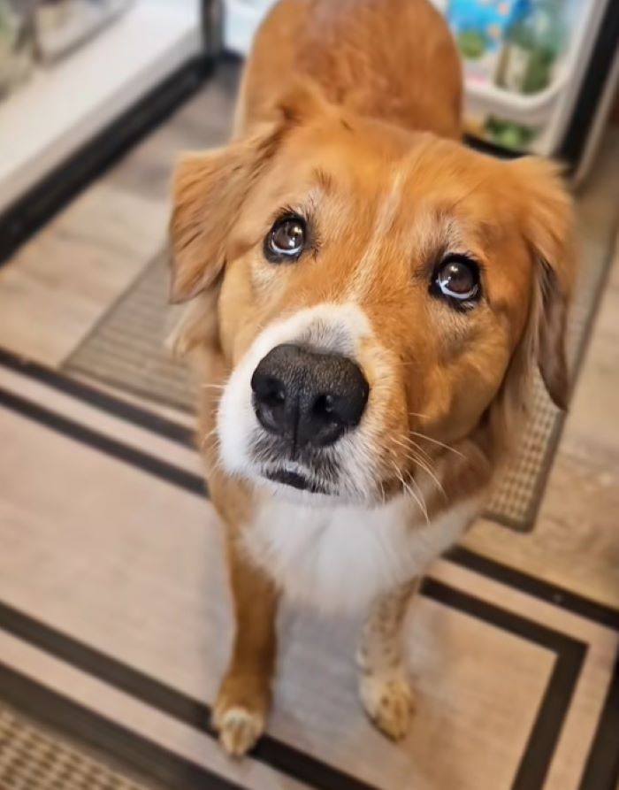 dog with sad look