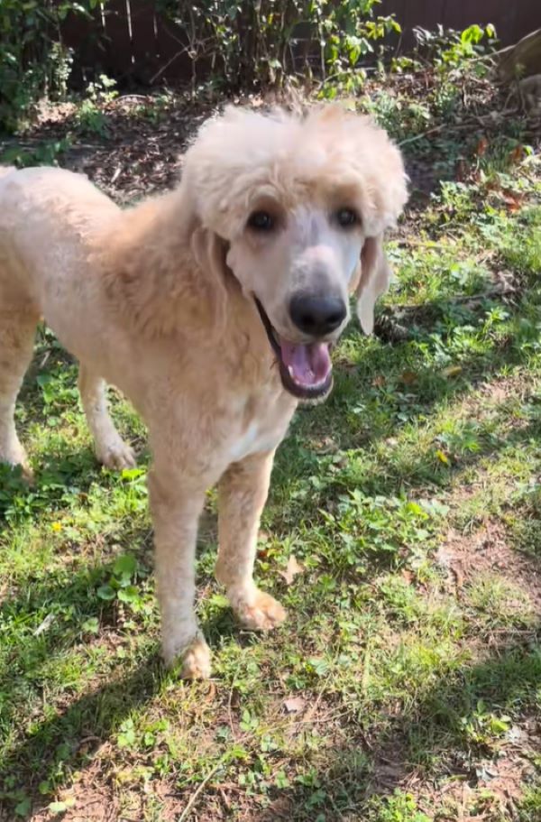 dog with sweet hair