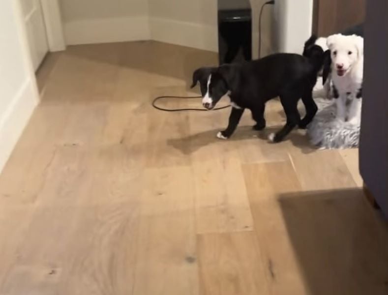 dogs in house