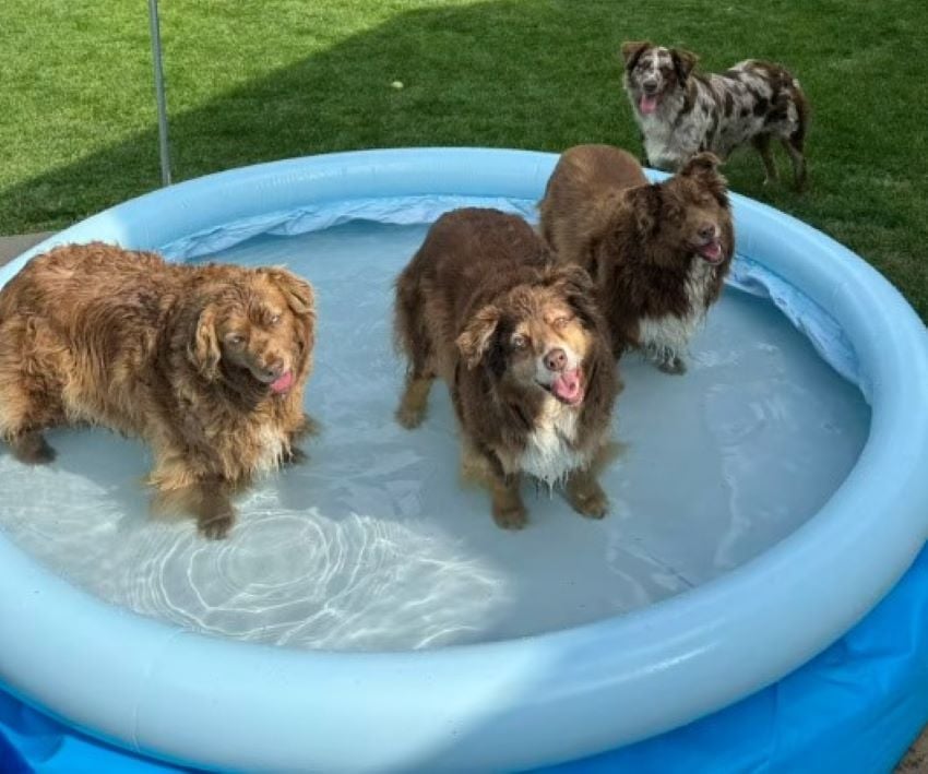 dogs in pool