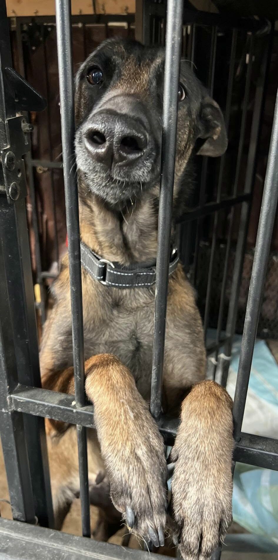 dumped senior dog