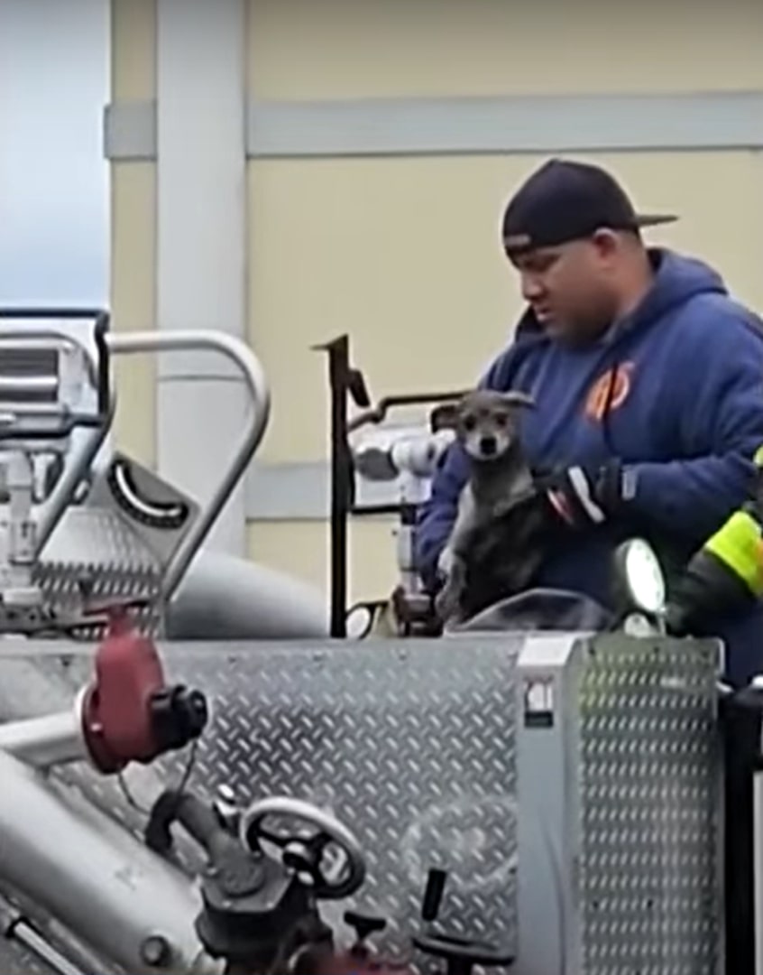 firefighter holding a dog