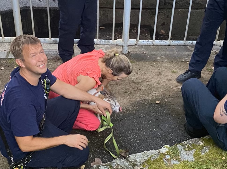 firefighters and dog