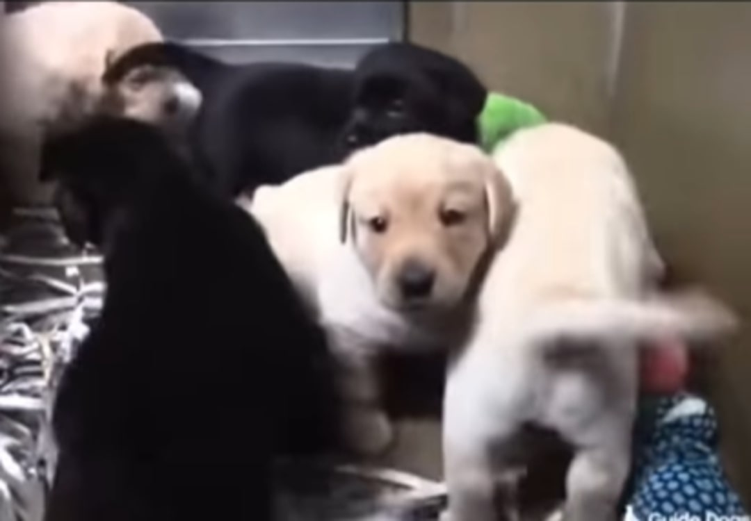 five cute puppies