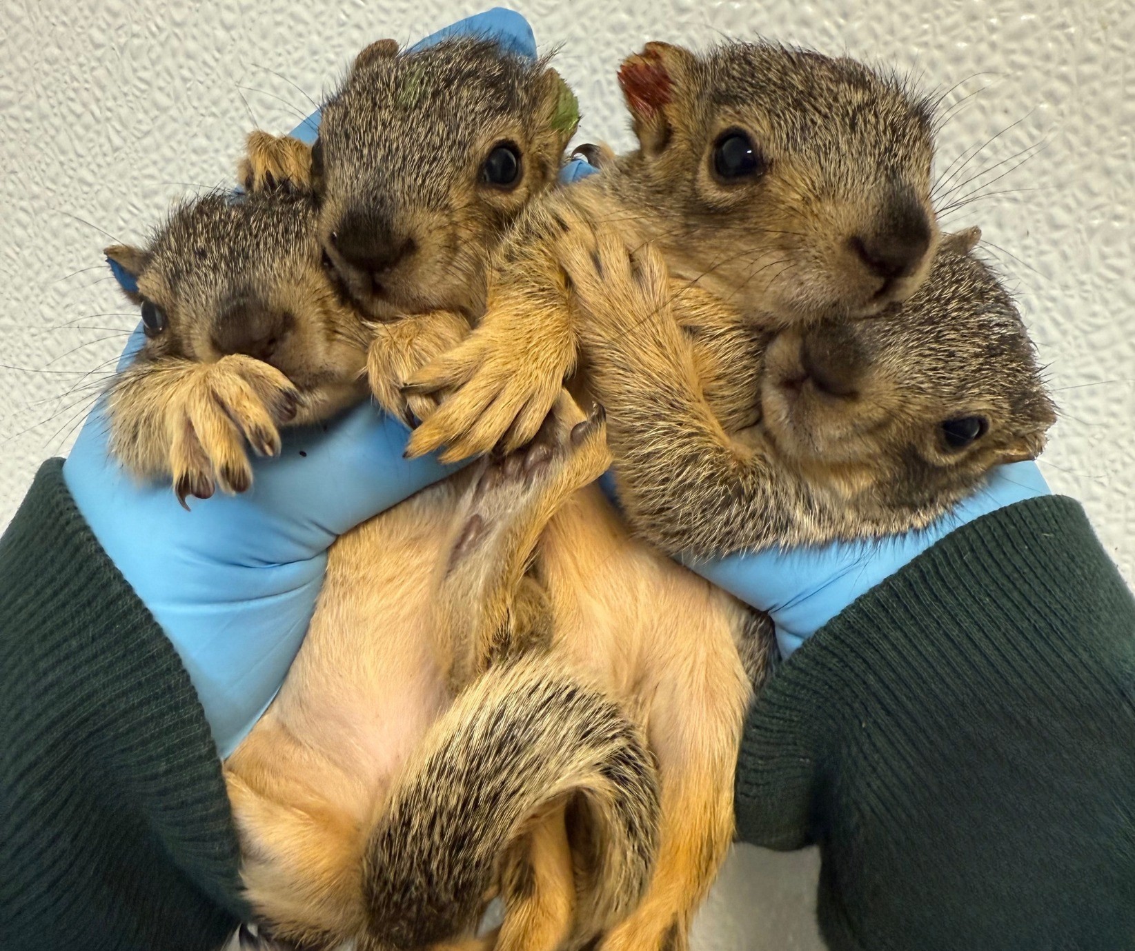 four squirrels