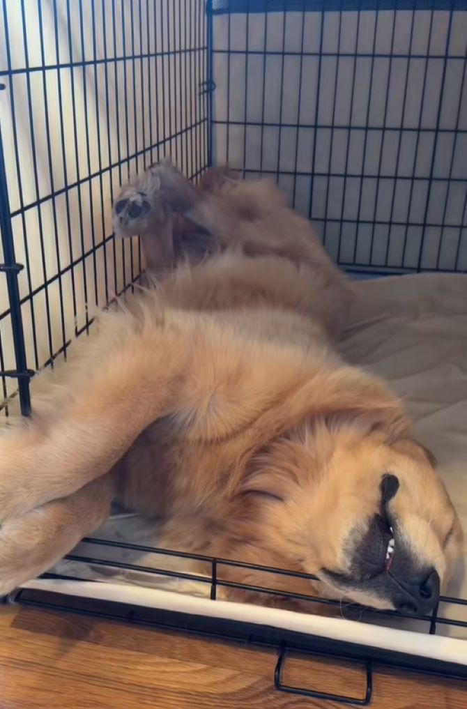 funny brown dog