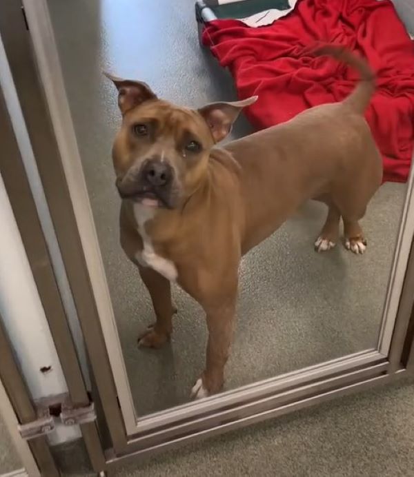 gorgeous shelter dog