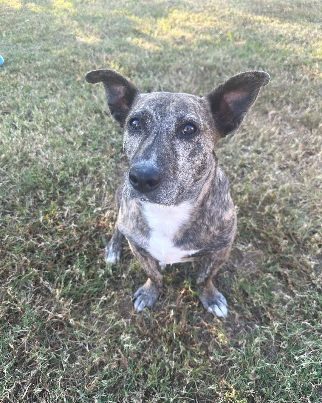 gray dog in garden