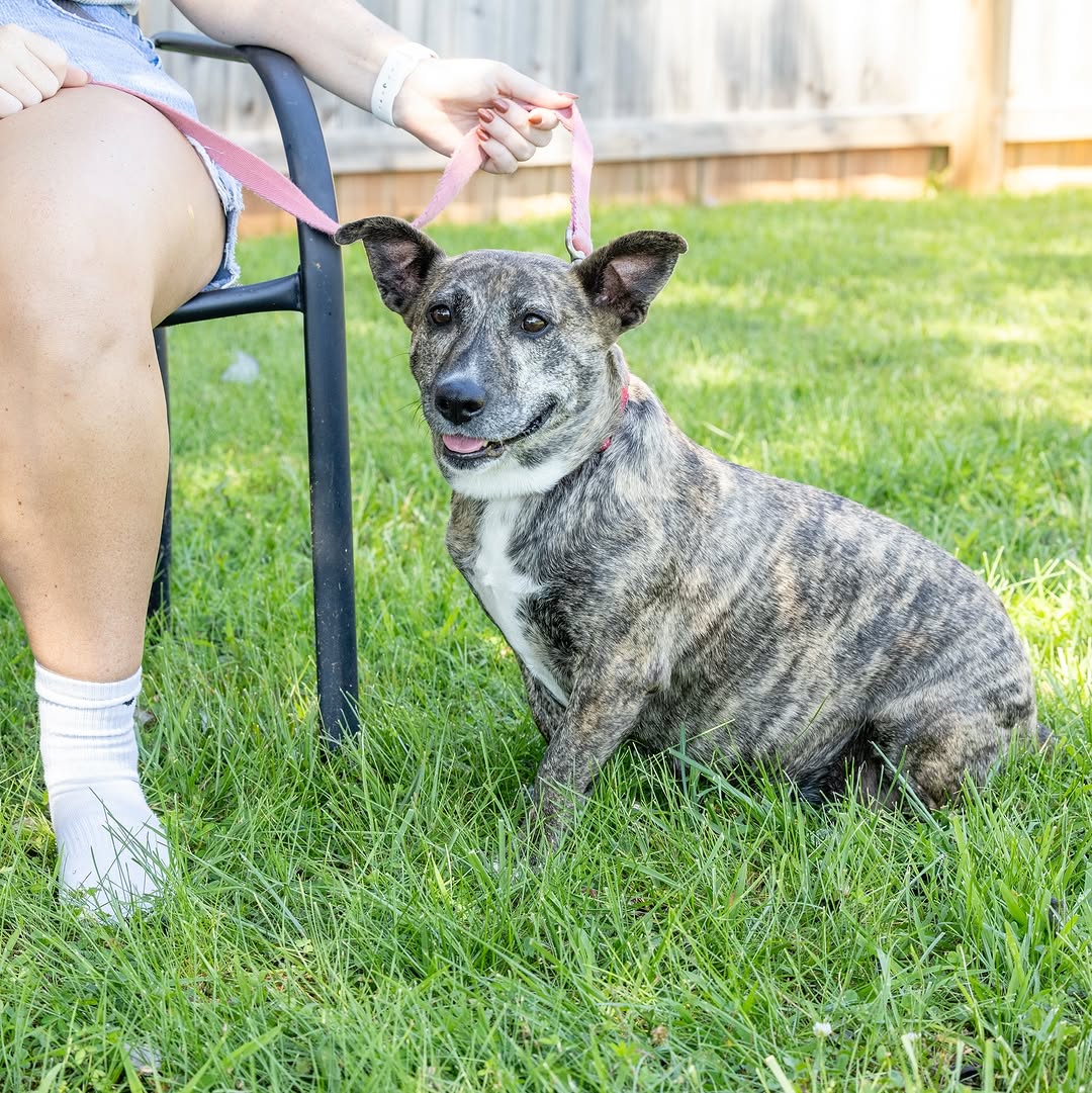 gray dog laying in garden