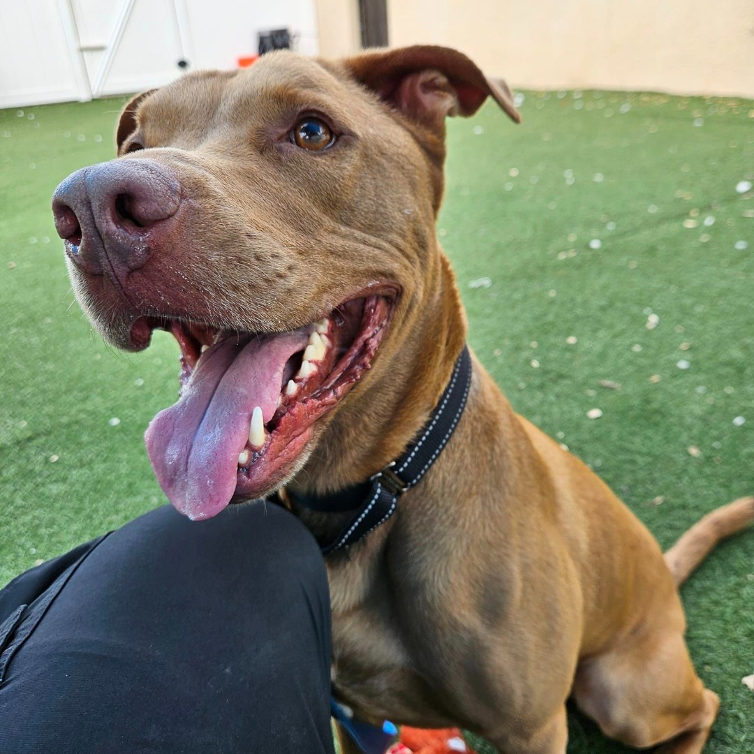 happy adopted dog