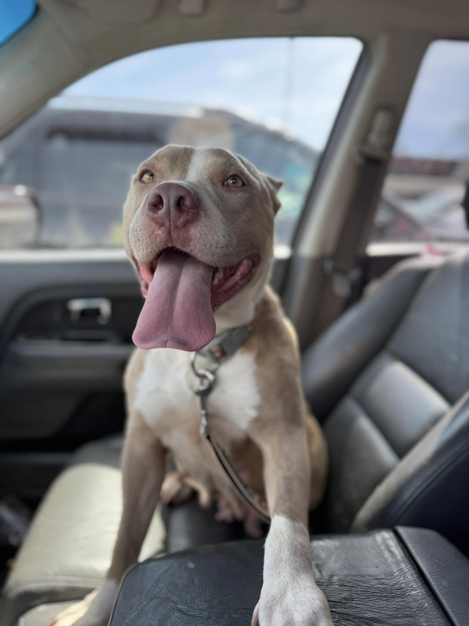 happy dog in car