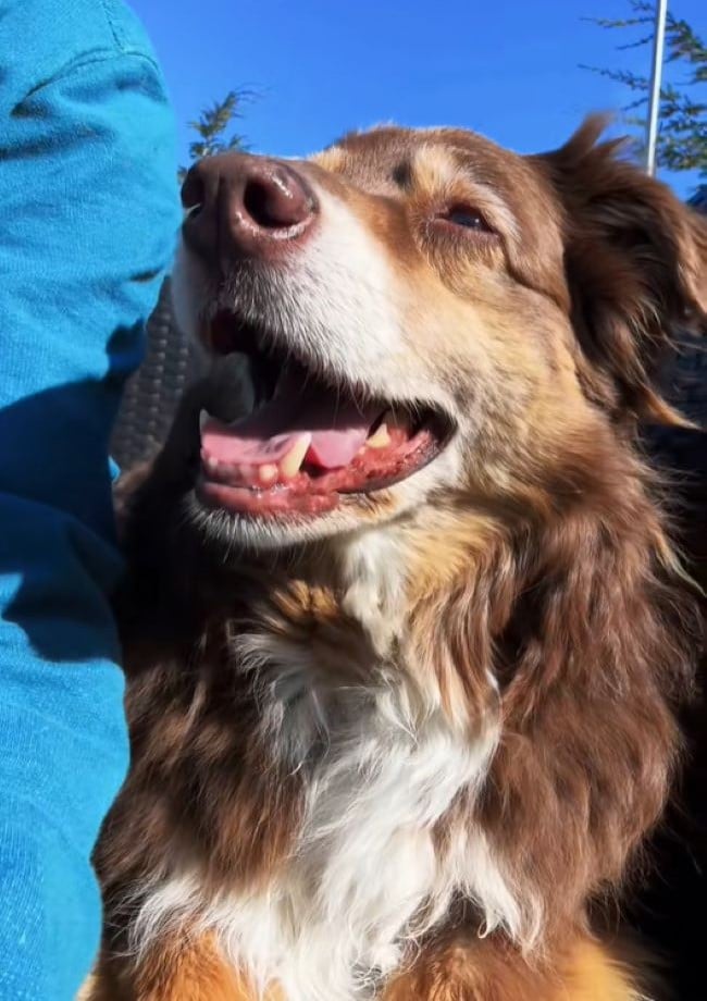 happy dog smiling