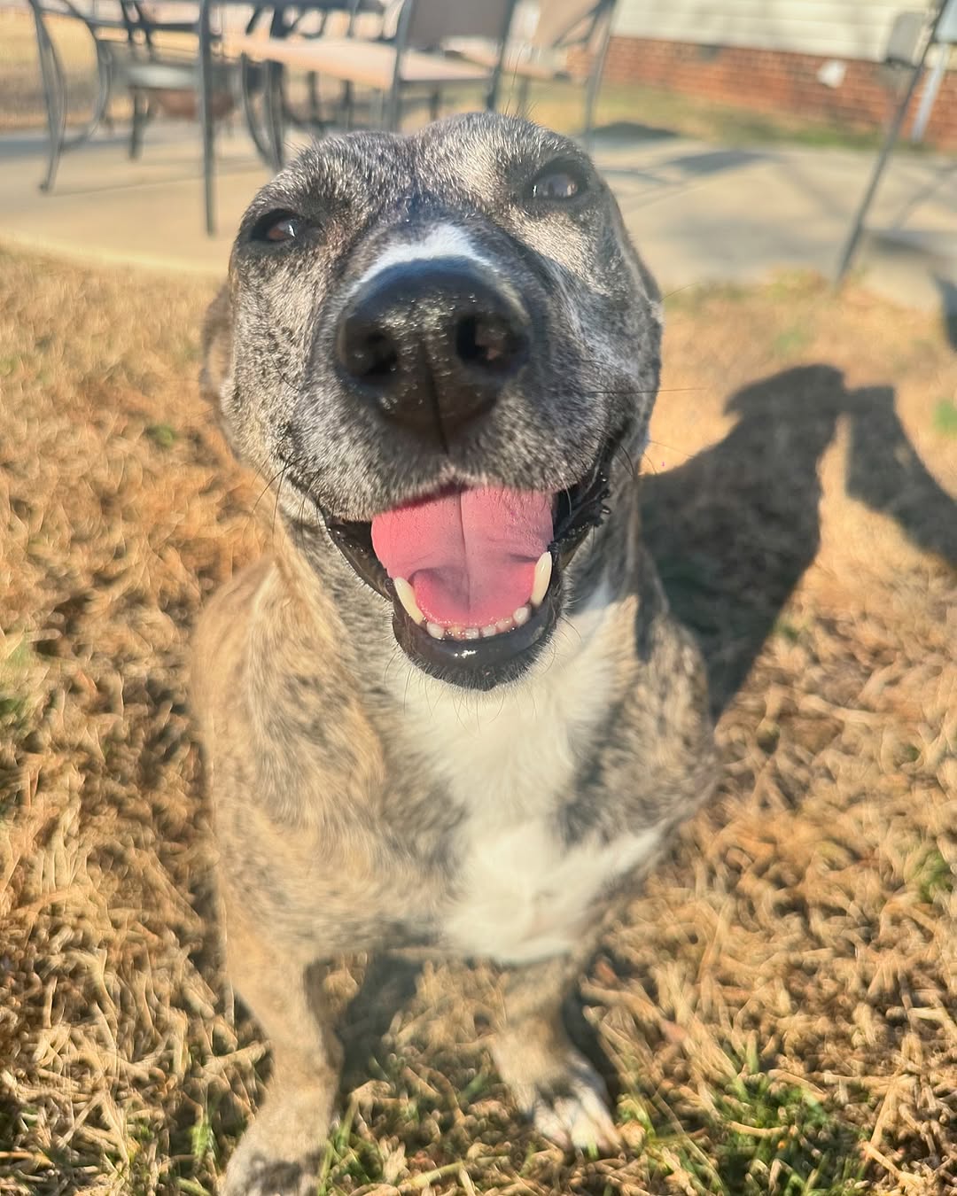 happy gray dog