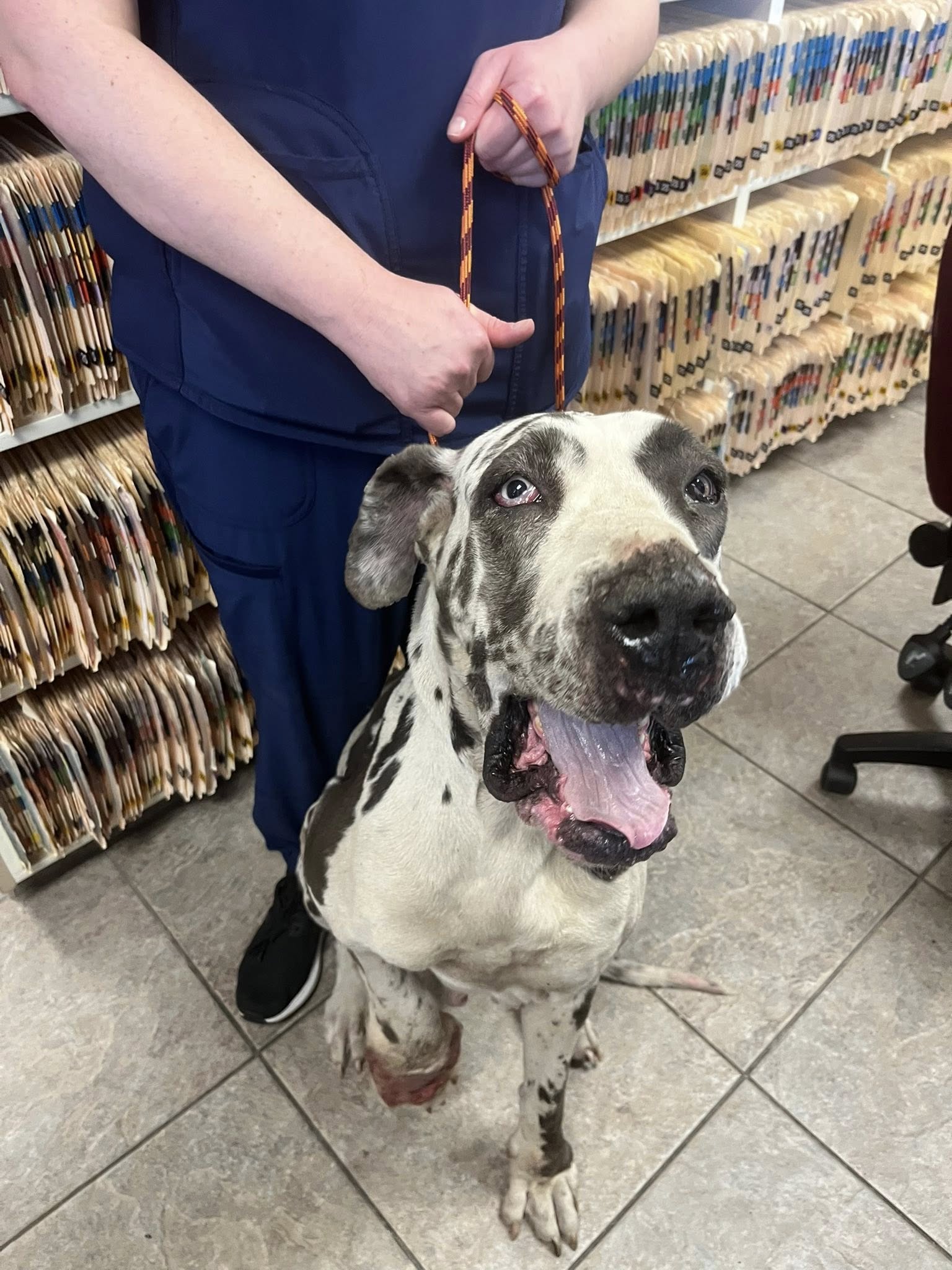 injured dog on leash
