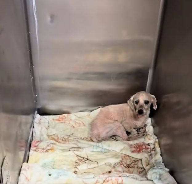 little puppy